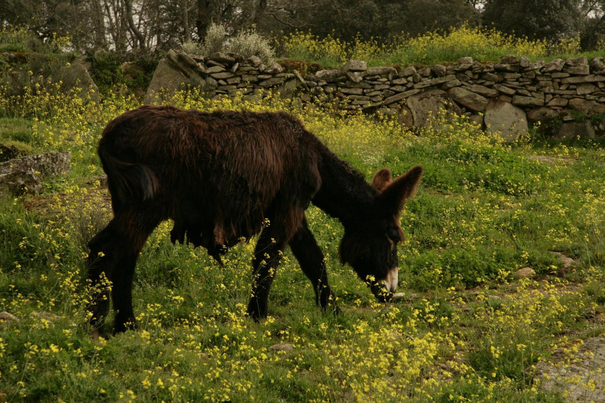 La Casa De Los Arribes Fornillos de Fermoselle Dış mekan fotoğraf