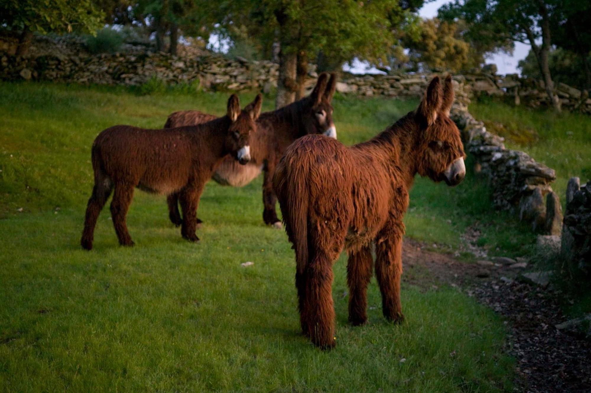 La Casa De Los Arribes Fornillos de Fermoselle Dış mekan fotoğraf